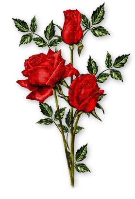 rose - zdarma png