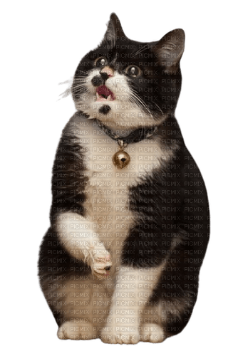 silly kitty - gratis png