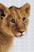lionceau mimi 3 - 免费PNG