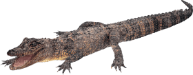 Kaz_Creations Crocodile Alligator - darmowe png