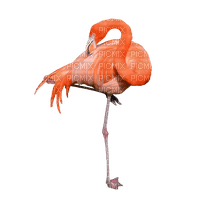 flamingo - besplatni png