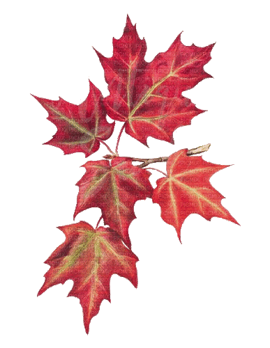 autumn, burgundy maple leaves - Zdarma animovaný GIF