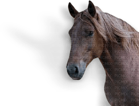 Kaz_Creations Horse 🐴 - безплатен png