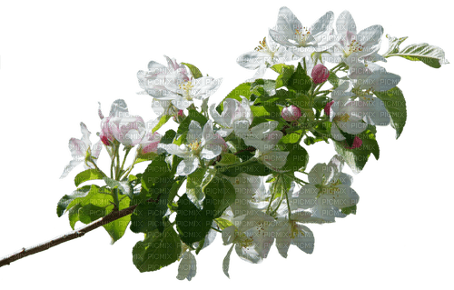 Apple Blossom Branch - Free PNG
