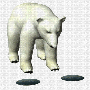 polar bear ice fishing - Gratis animerad GIF