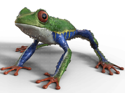 sammakko, frog - Free PNG