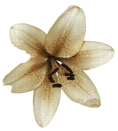 Tube-flower - png grátis