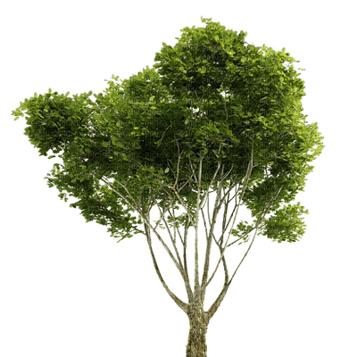 tree katrin - δωρεάν png