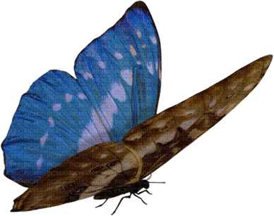 papillon - безплатен png