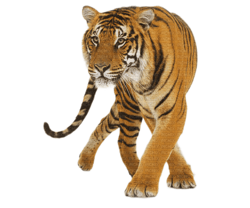 Tigre - ingyenes png
