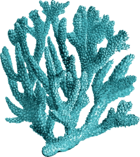 coral Bb2 - ingyenes png