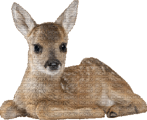 deer bp - GIF animado gratis
