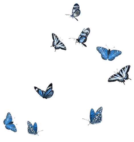 blue butterflies - PNG gratuit
