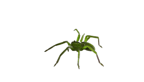 araignée - δωρεάν png