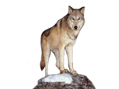 WOLF - δωρεάν png
