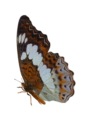 Kaz_Creations Deco Butterflies Butterfly - PNG gratuit