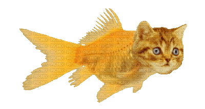 fish bp - Δωρεάν κινούμενο GIF