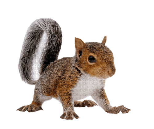 écureuil - darmowe png