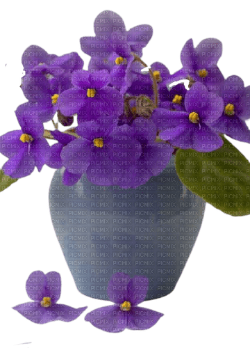 violets - besplatni png