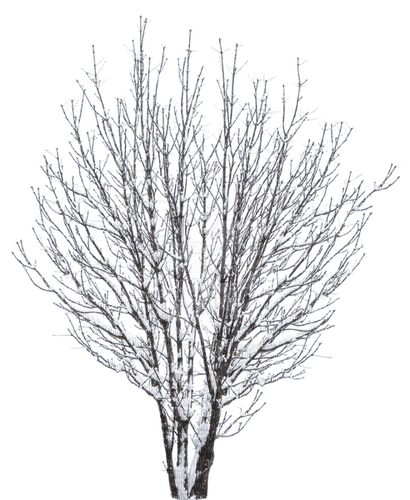 Winter.Arbre.Tree.Árbol.Snow.Victoriabea - безплатен png