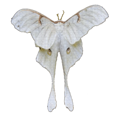 luna moth 1 - фрее пнг