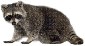 Kaz_Creations Raccoon - darmowe png