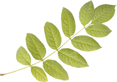 Kaz_Creations Deco Leaves Leafs Green Colours - Free PNG