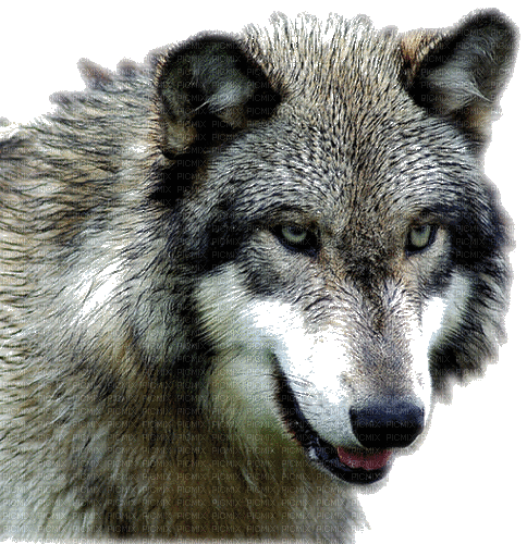 wolf milla1959 - Besplatni animirani GIF