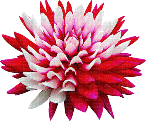 ani    blomma----flower - GIF animado grátis