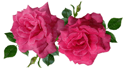 kukka flower fleur ruusu rose - безплатен png