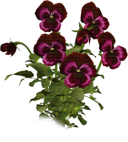 flores transparentes dubravka4 - bezmaksas png