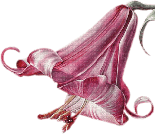 dolceluna pink flower deco - png gratis