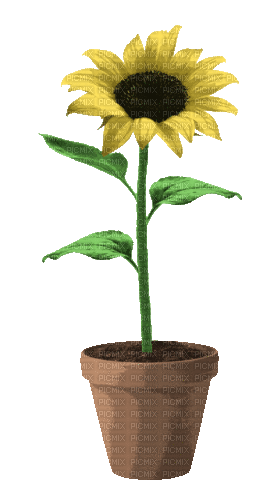 Maceta de flores ,Gif - 無料のアニメーション GIF