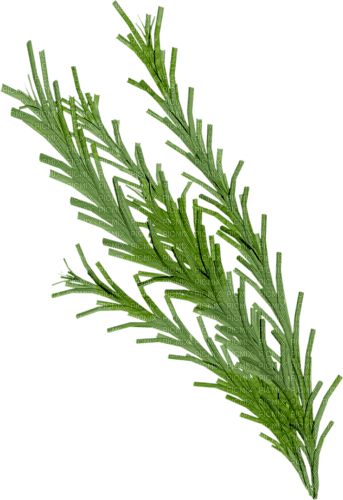 Branches - Free PNG