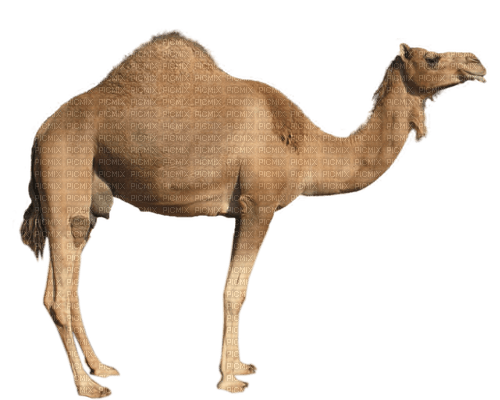 Kaz_Creations Animals-Animal-Camel - png ฟรี