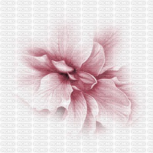 flower-pink - Free PNG