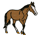 cheval HD - Free animated GIF