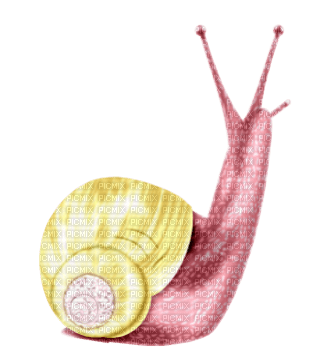 escargot - PNG gratuit