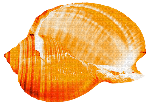 Seashell.Orange - darmowe png