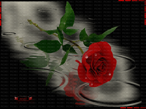 maj gif rose et eau - Δωρεάν κινούμενο GIF