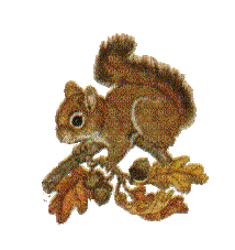 écureuil - Nemokamas animacinis gif