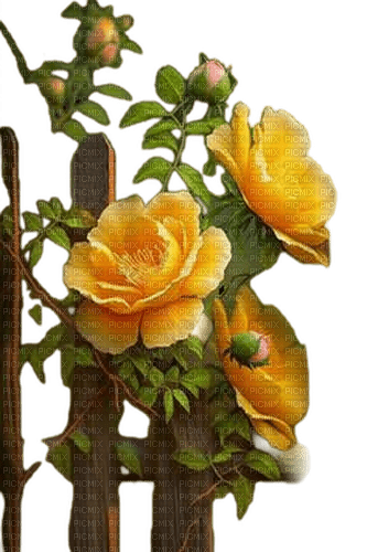 fleurs haie de roses jaunes - gratis png