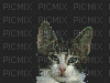 chat-cougar - GIF animé gratuit