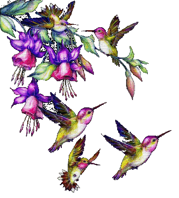 Hummingbird bp - Bezmaksas animēts GIF
