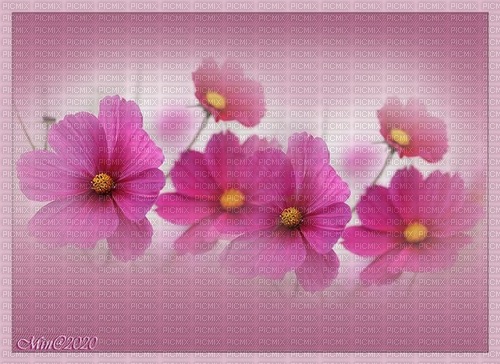 bg-rosa-blommor--pink--flowers - png ฟรี