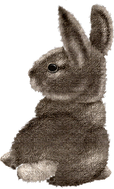 Rabbit Gif - Bogusia - Бесплатни анимирани ГИФ