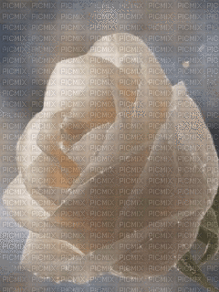 роза распускается - Безплатен анимиран GIF