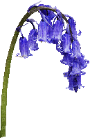 flower (created with gimp) - Bezmaksas animēts GIF