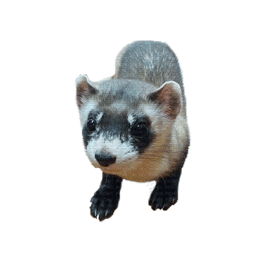 ferret - Free animated GIF