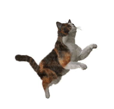 Nintendogs + Cats cat - png grátis